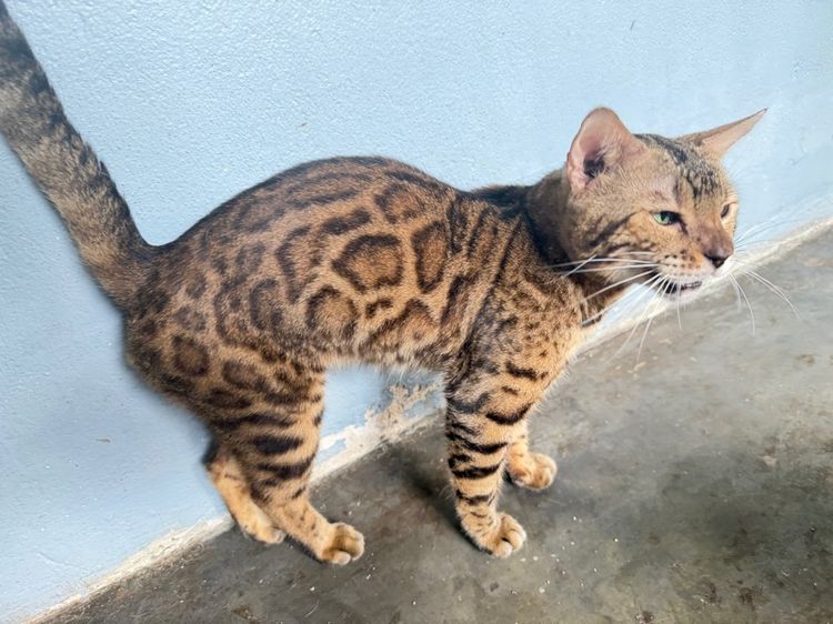 เบงกอล (Bengal House Cat) แมวเบงกอล