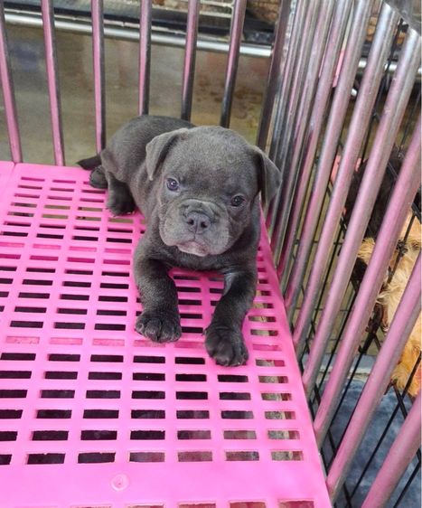 บูลลี่ (Bully) เล็ก ลูกบลูลีตัวเมีย
