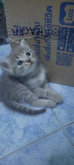 หาบ้านให้น้อง รูปที่ 4