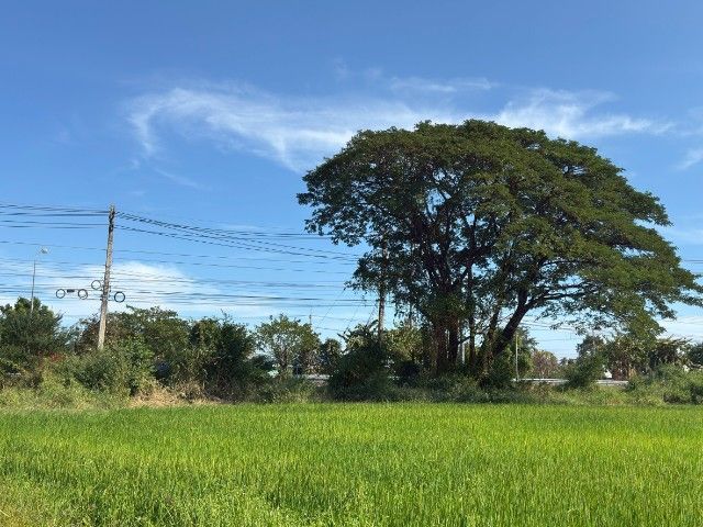 ใช่ ที่ดินสวยติดถนนเพชรเกษม11ไร่55ตรว รูปที่ 4