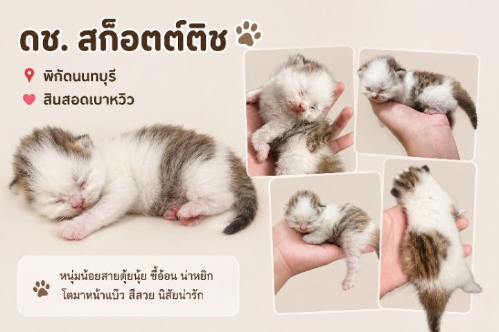สก็อตติช โฟลด์ (Scottish Fold) ลูกแมวสก็อตต์ติช