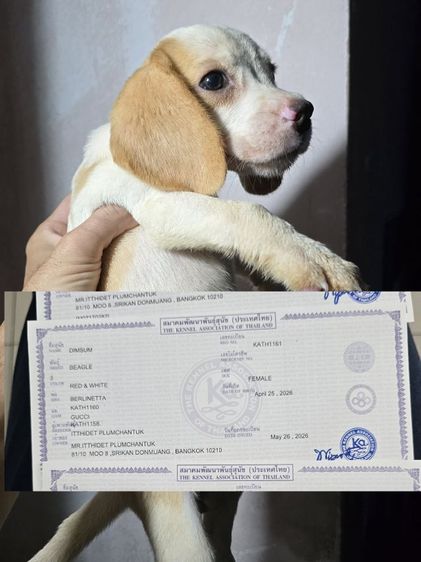 บีเกิล (Beagle) เล็ก สุนัข บีเกิ้ล พร้อมใบเพ็ดฯ