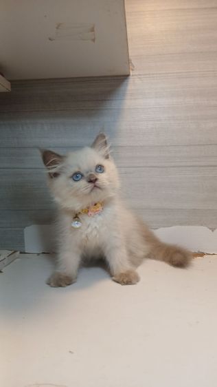 แมวหิมาลายัน เพศผู้ วัคซีนแล้วก่อนย้ายตรวจหัดแมวฟรีรับประกันเอดส์แมวกับรูคีเมียคะ รูปที่ 8