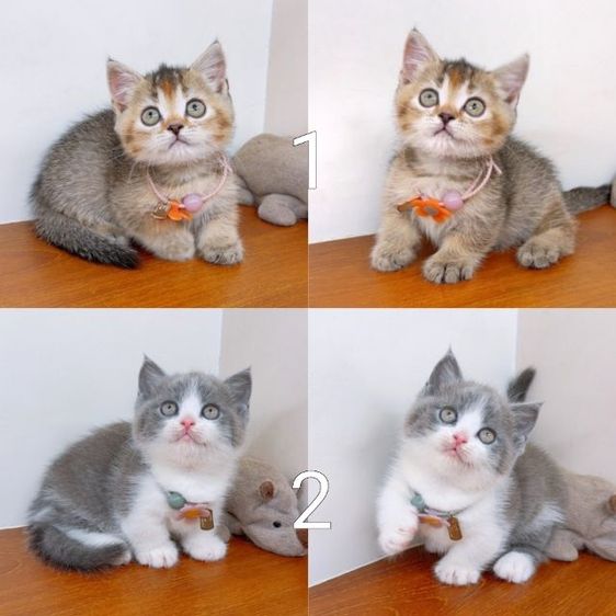 มันช์กิ้น (Munchkin) แมวขาสั้น มันช์กิ้น สวยๆ คุณภาพ