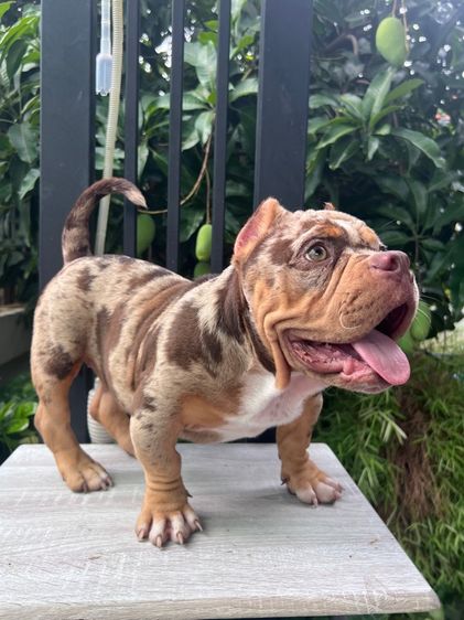 ลูกสุนัขบลูลี่เอ็กโซติก(Bully Exotic Bully)