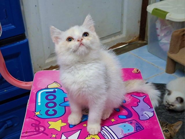 บริติชผสมสก๊อตติช รูปที่ 4