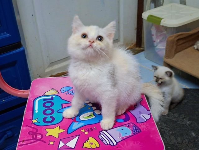 บริติชผสมสก๊อตติช รูปที่ 10