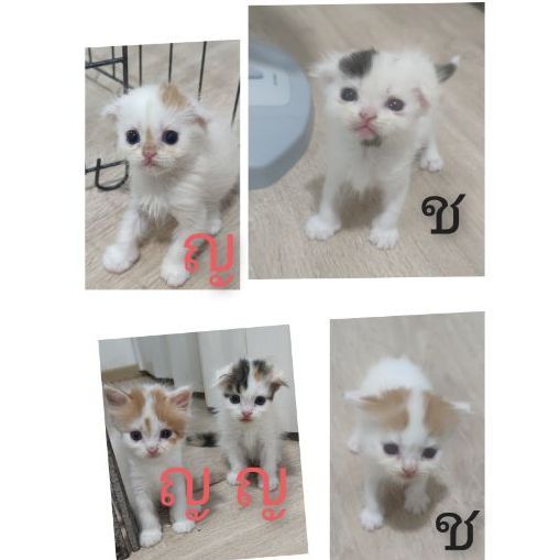 เปิดจองลูกแมวสกอตทิศโฟร์