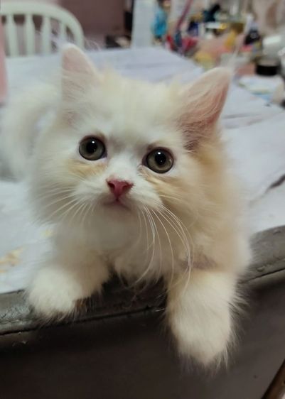 แมวเปอเซีย พันธุ์แท้