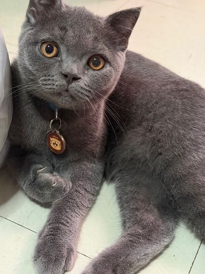 สก็อตติช โฟลด์ (Scottish Fold) แมวพันธุ์สก๊อตติส
