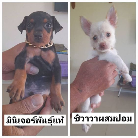 มินิเจอร์แท้ และ ชิวาวาผสมปอม