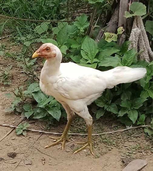 ไก่สาวพม่าสีขาวหายาก เหมาะเอาไปทำสาย ตีหูตีา 