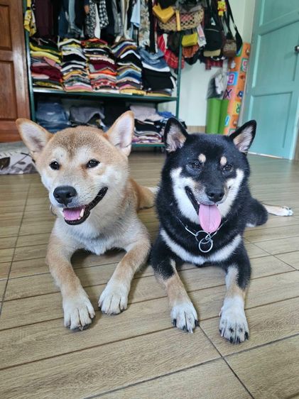 ชิบะ (Shiba Inu) เล็ก ผสมพันธ์ชิบะ ฟรี สุนัขญี่ปุ่น