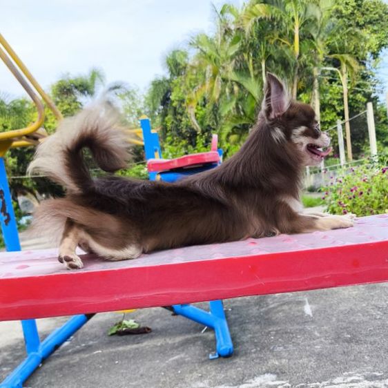 ชิวาวาขนยาว  รูปที่ 5