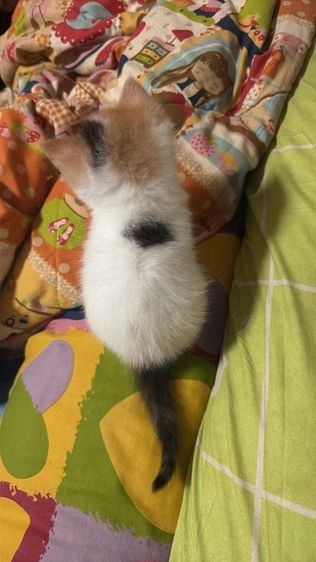 สก็อตติช โฟลด์ (Scottish Fold) สก๊อตติช