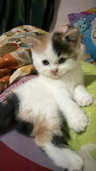สก๊อตติช รูปที่ 3