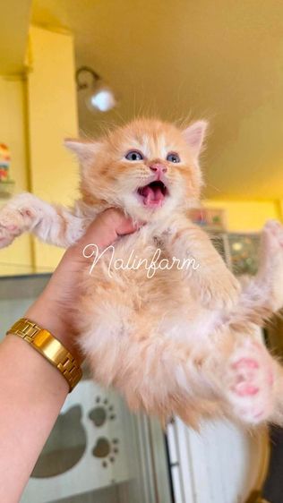 สก็อตติช โฟลด์ (Scottish Fold) Scottish Fold 