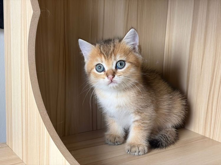 สก็อตติช โฟลด์ (Scottish Fold) แมวสก็อตติช