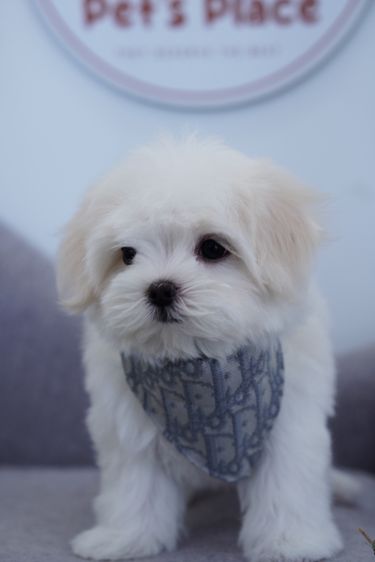 น้องหมามอลทีส