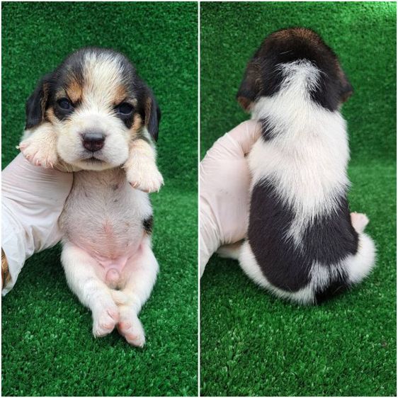 ดัชชุน (Dachshund) กลาง เปิดจองลูกสุนัขบีเกิ้ลแท้