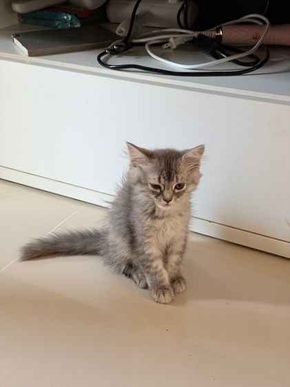 สก็อตติช โฟลด์ (Scottish Fold) แมวสกอสติส3สี