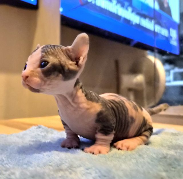 สฟิงซ์ (Sphynx) สฟิงซ์ดเวล์ฟ