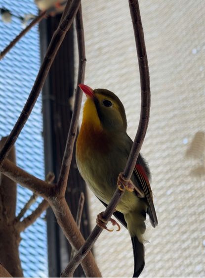 🐦 นกเป็กกิ่ง (Peking Robin) สีสวย สุขภาพแข็งแรง รูปที่ 3