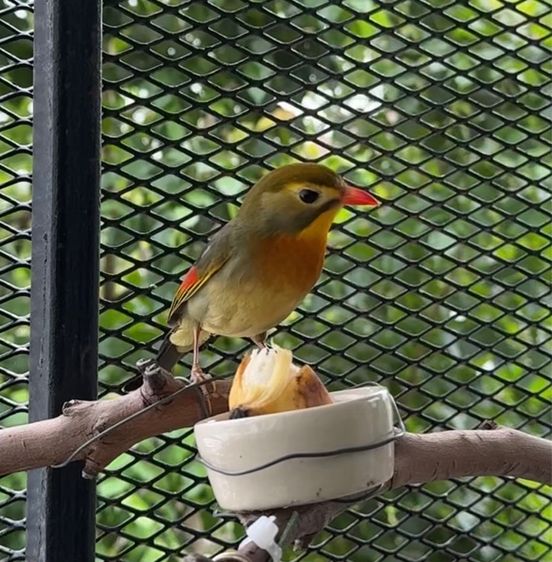 อื่นๆ 🐦 นกเป็กกิ่ง (Peking Robin) สีสวย สุขภาพแข็งแรง