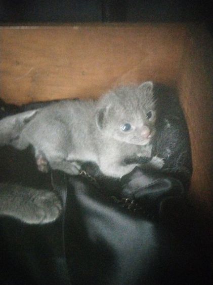 หาบ้านให้น้องแมวค่ะเพศเมีย รูปที่ 4