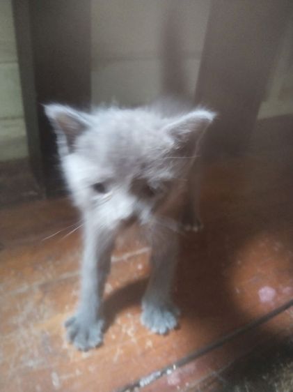 หาบ้านให้น้องแมวค่ะเพศเมีย รูปที่ 2