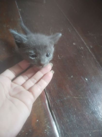 หาบ้านให้น้องแมวค่ะเพศเมีย