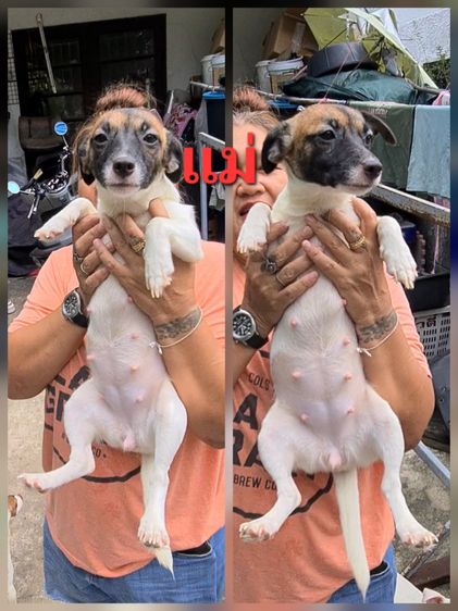 ลูกสุนัขแจ็ค รัสเซลล์ คอกที่ 2 เพศผู้และเมีย สายพันธุ์แท้ ร่าเริง ฉลาด เลี้ยงง่าย จาก kankarnclub มีจัดส่งทั่วประเทศ(กันย์เจ้าเก่าครับ) รูปที่ 5