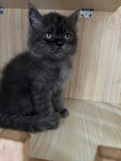 สก็อตติช โฟลด์ (Scottish Fold) แมวพันธุ์สกอตติช