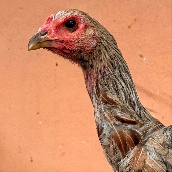 แม่พันธุ์ไก่พม่า รูปที่ 5