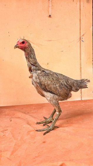 แม่พันธุ์ไก่พม่า รูปที่ 7