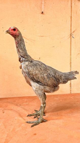แม่พันธุ์ไก่พม่า รูปที่ 8