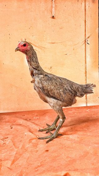 แม่พันธุ์ไก่พม่า