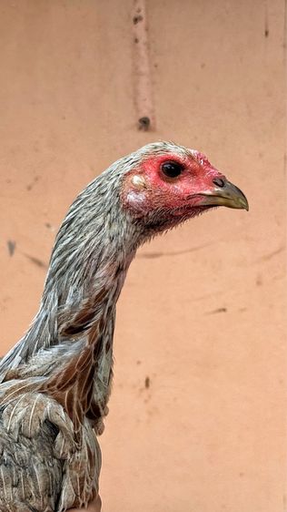 แม่พันธุ์ไก่พม่า รูปที่ 4