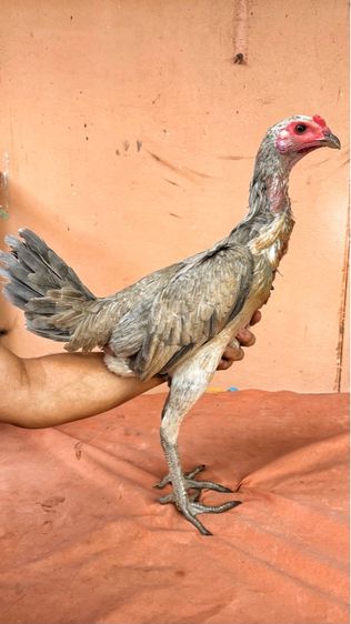 ไก่ชนพม่า รูปที่ 2