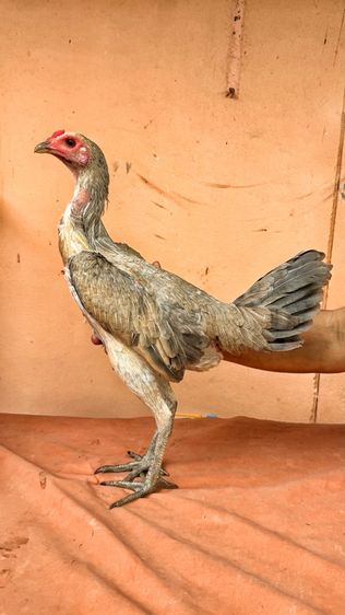 ไก่ชนพม่า