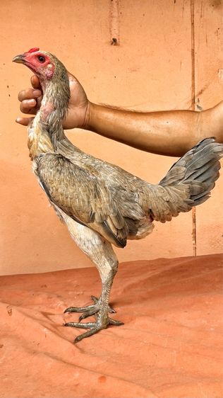 ไก่ชนพม่า รูปที่ 8