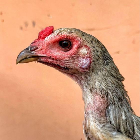 ไก่ชนพม่า รูปที่ 3