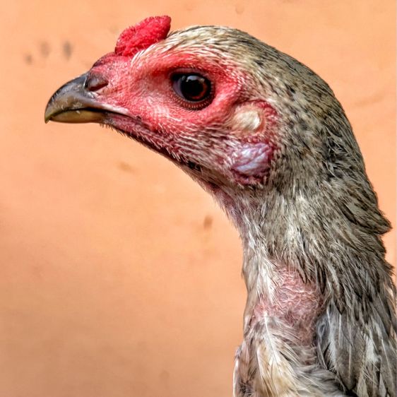 ไก่ชนพม่า รูปที่ 4
