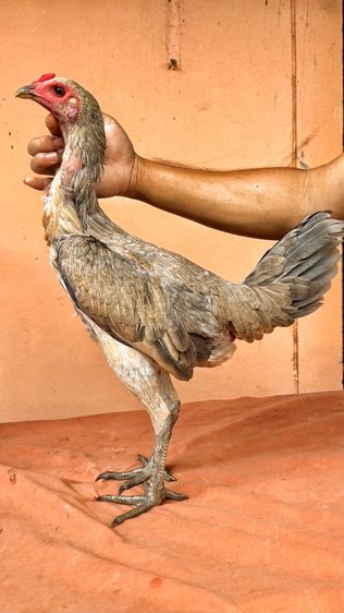 ไก่ชนพม่า รูปที่ 5
