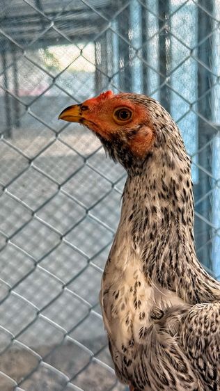 ไก่ชน รูปที่ 5