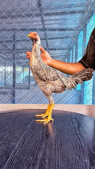 ไก่ชน รูปที่ 7