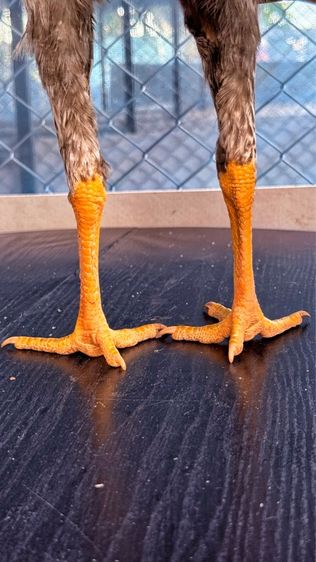 ไก่ชน รูปที่ 4