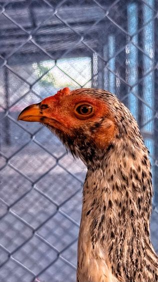 ไก่ชน รูปที่ 8