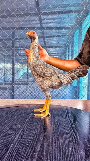 ไก่ชน รูปที่ 6