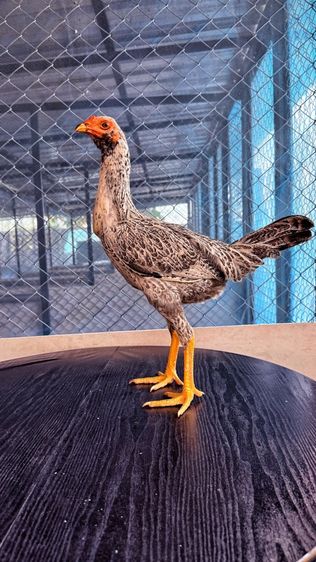 ไก่ชน